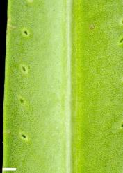 Veronica townsonii. Margin and abaxial leaf surface, showing domatia 1—2 mm in from the margin. Scale = 1 mm.
 Image: P.J. Garnock-Jones © P.J. Garnock-Jones CC-BY-NC 3.0 NZ